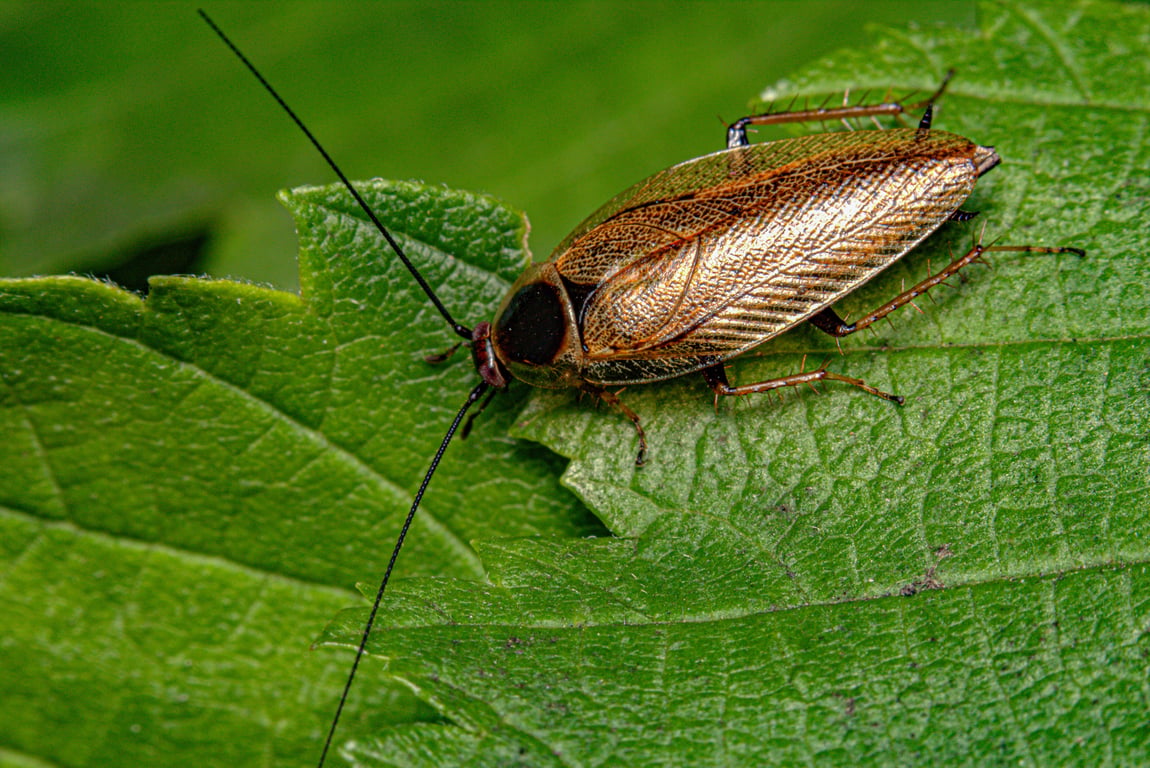 cockroach exterminator kitchen inspection