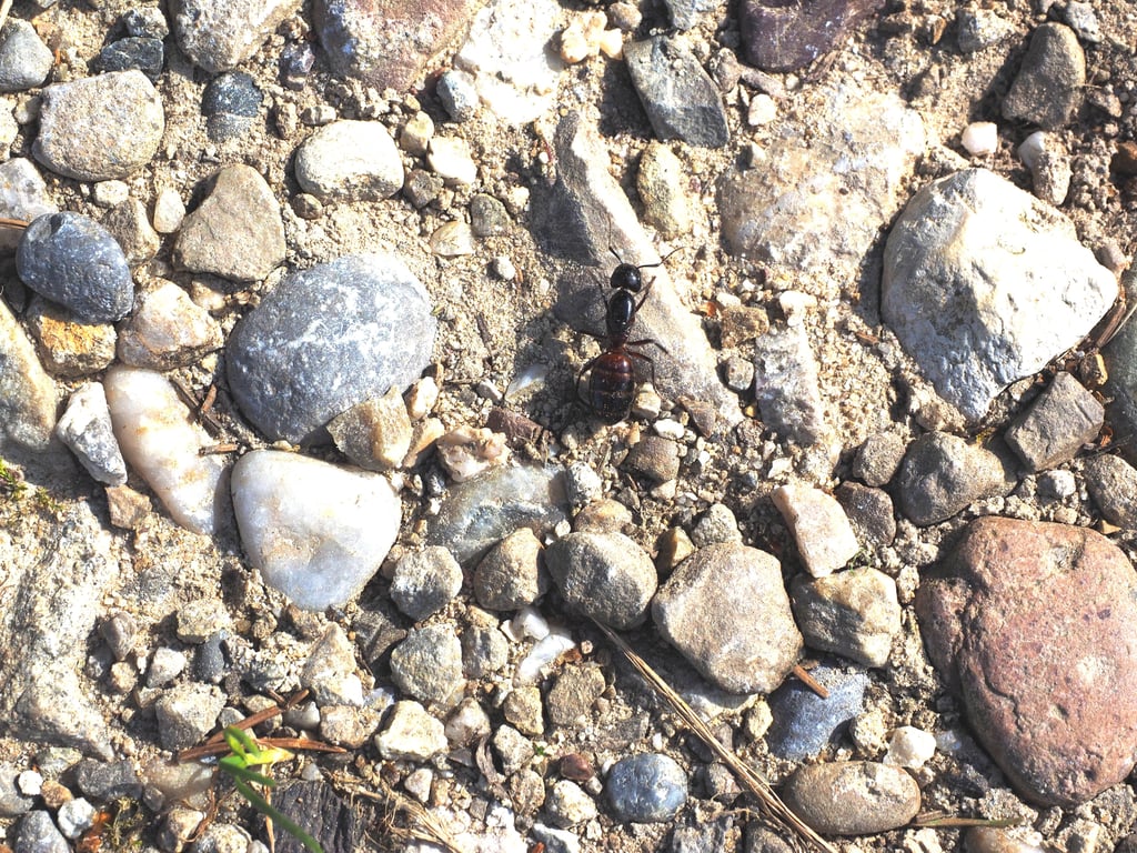 carpenter ants