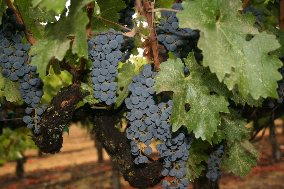 Napa Valley Wine Train