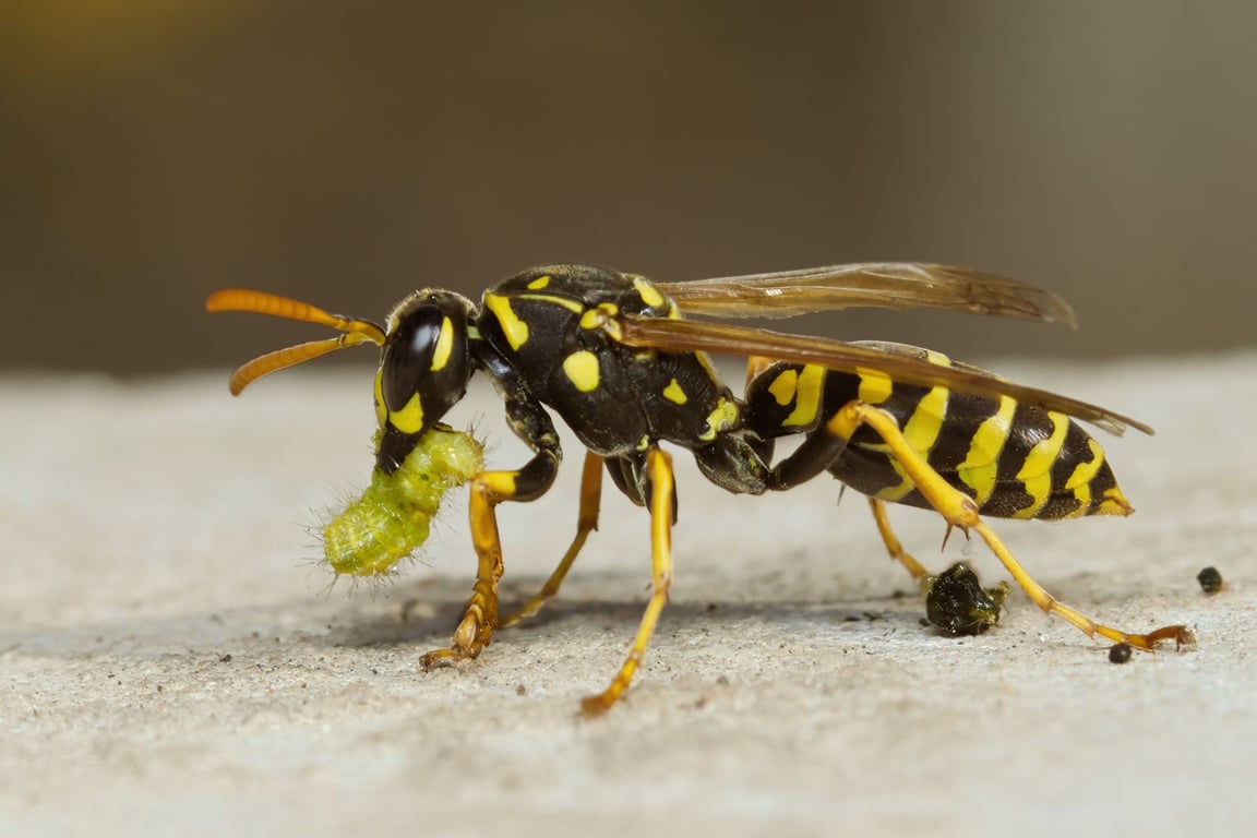 Orkin Pest Control Prices: What Homeowners Should Expect to Pay