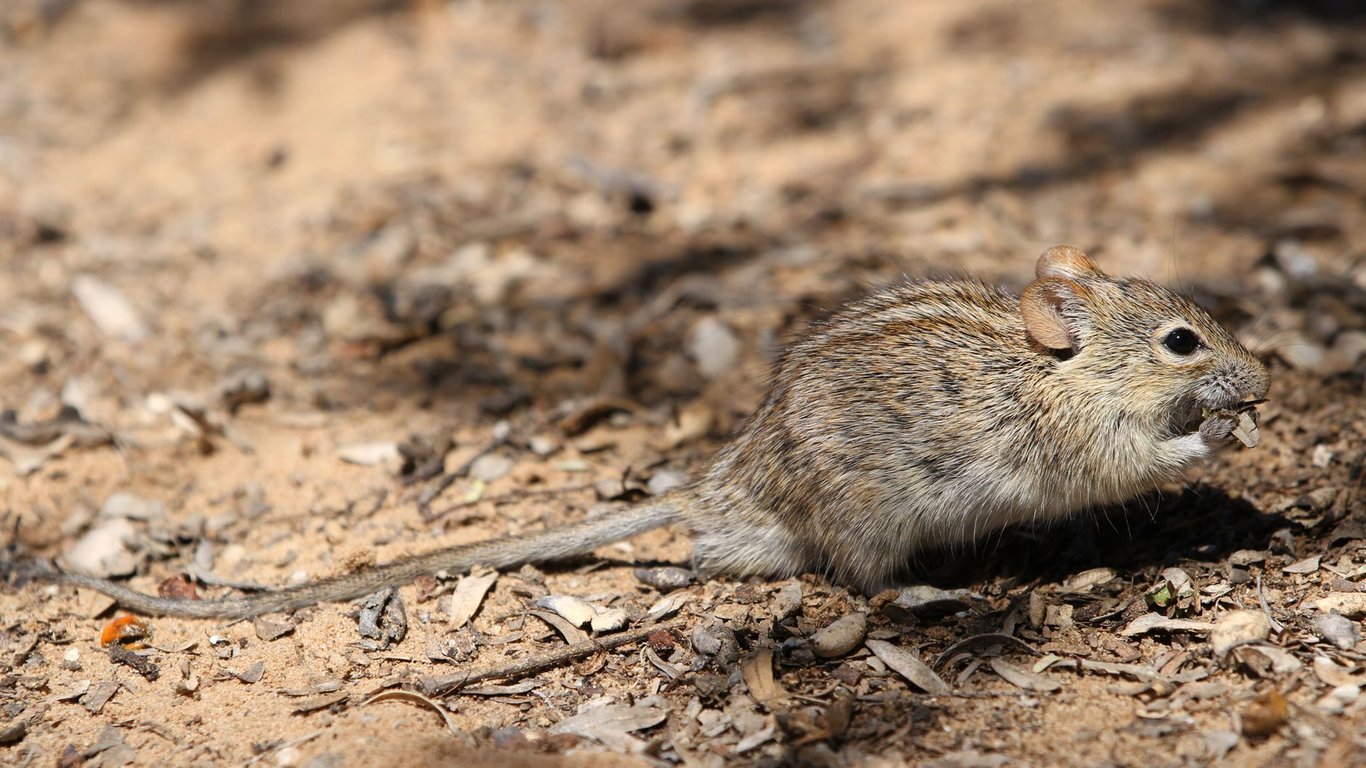Mice Control: Stop Infestations at the Source, Not Just the Symptoms
