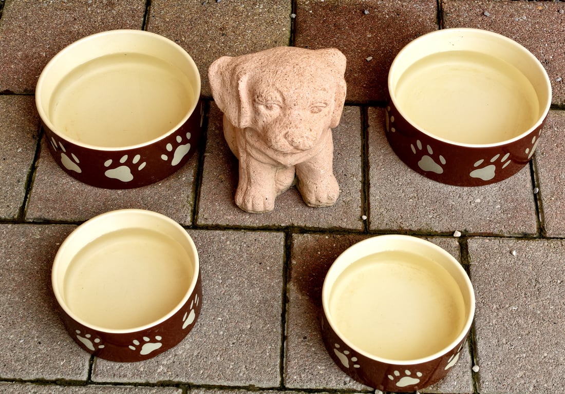 dog food bowl