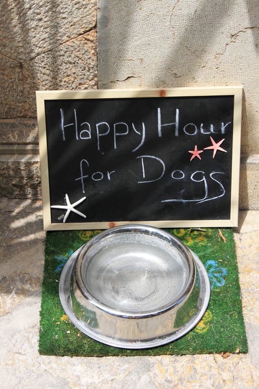 dog food bowl