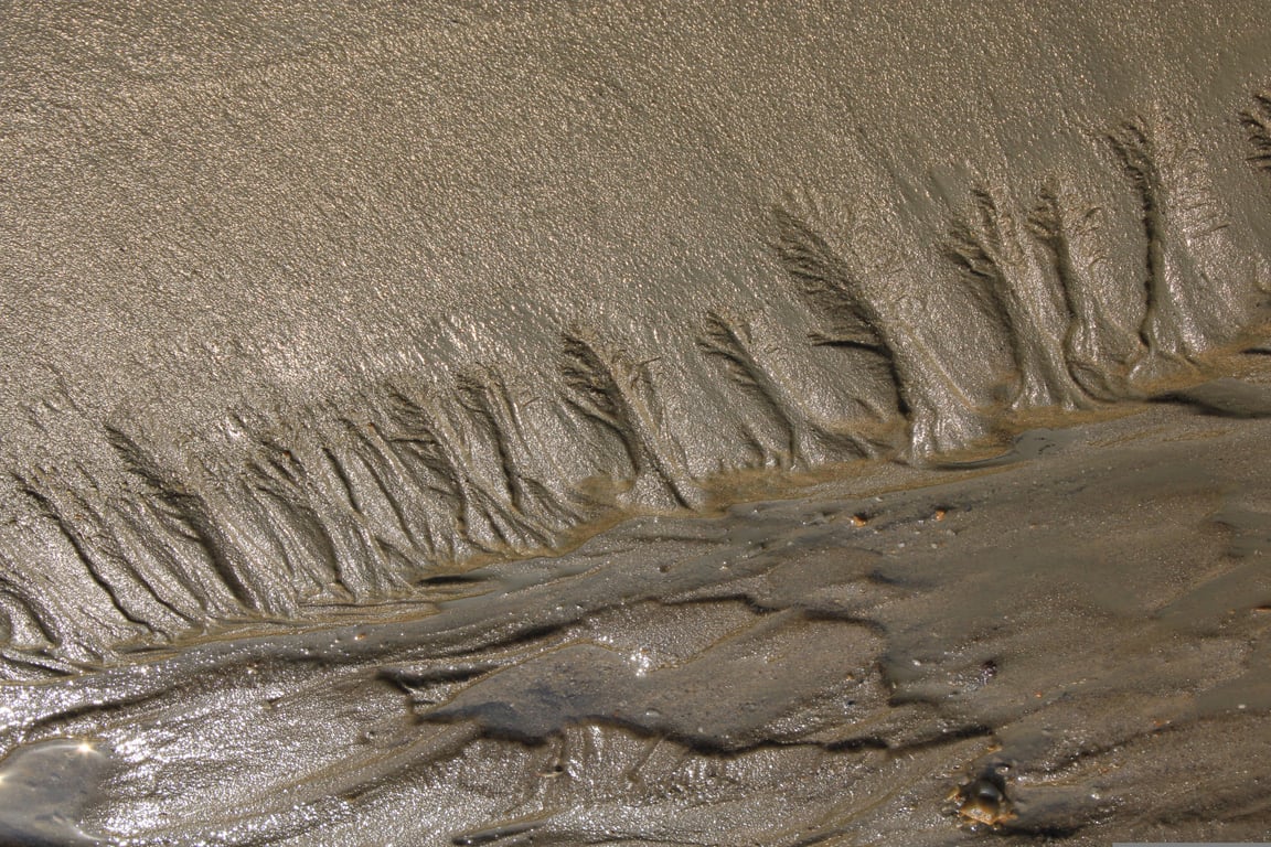 termite mud tubes foundation