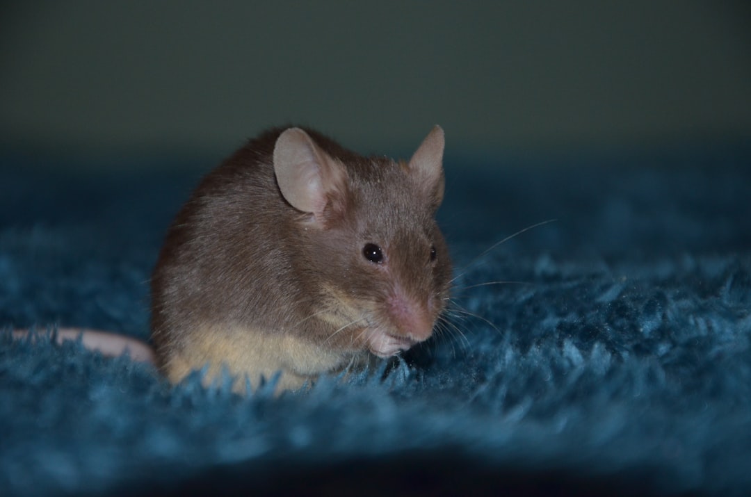 Mice Exterminator Cost: What Homeowners Should Expect to Pay