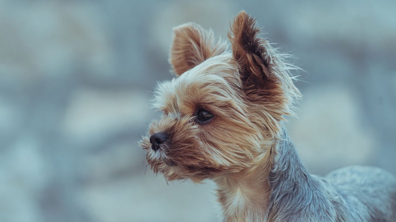 Cheap Dog Grooming Near Me: How to Find Safe, Affordable Care
