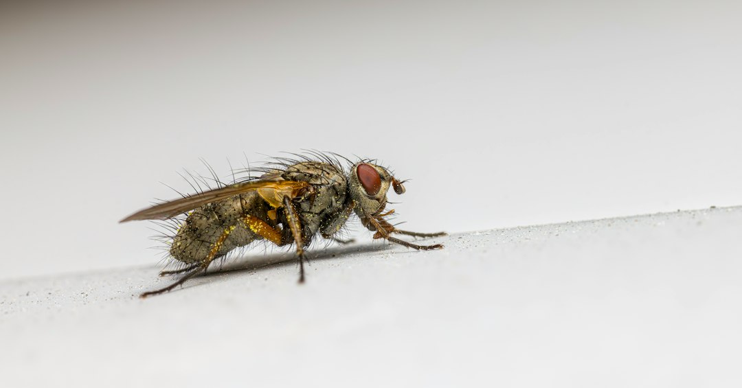 Identify Household Bugs: How to Tell Common Indoor Pests Apart