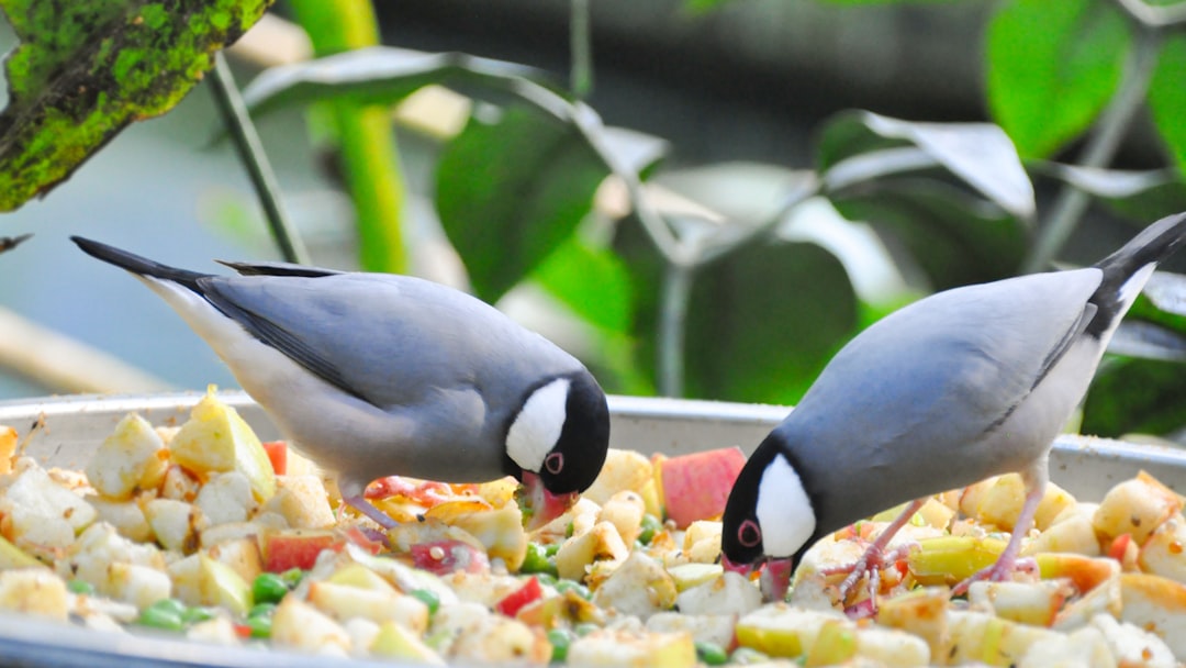 Bird Food Online: How to Choose Nutritious Options for Your Pet Bird