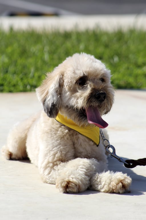 dog obedience training class