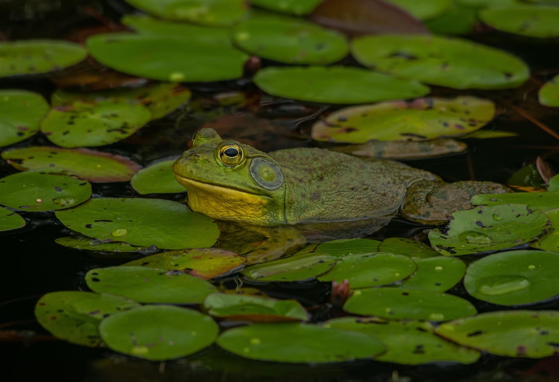 Bullfrog spa installation