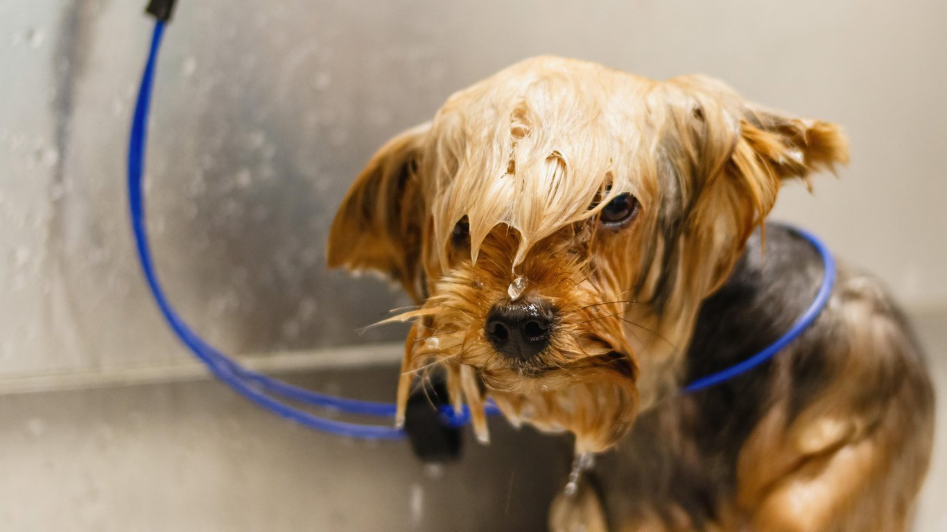 dog grooming salon