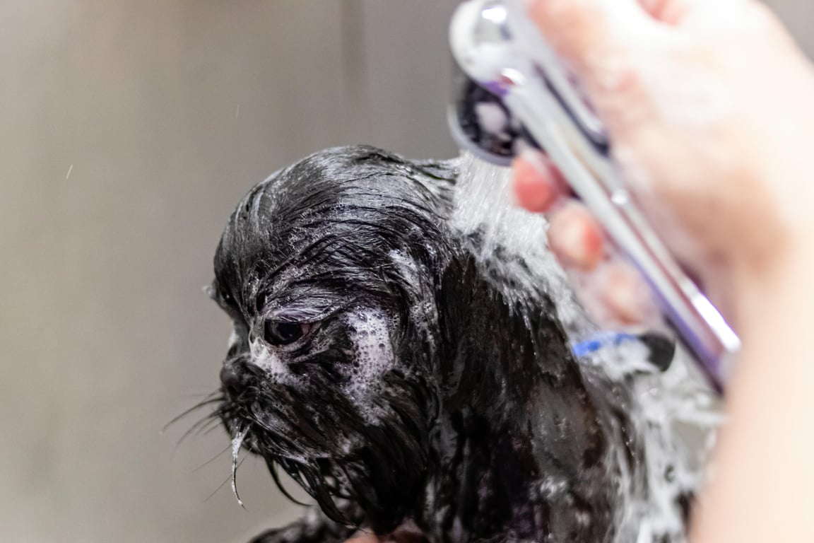 dog grooming salon