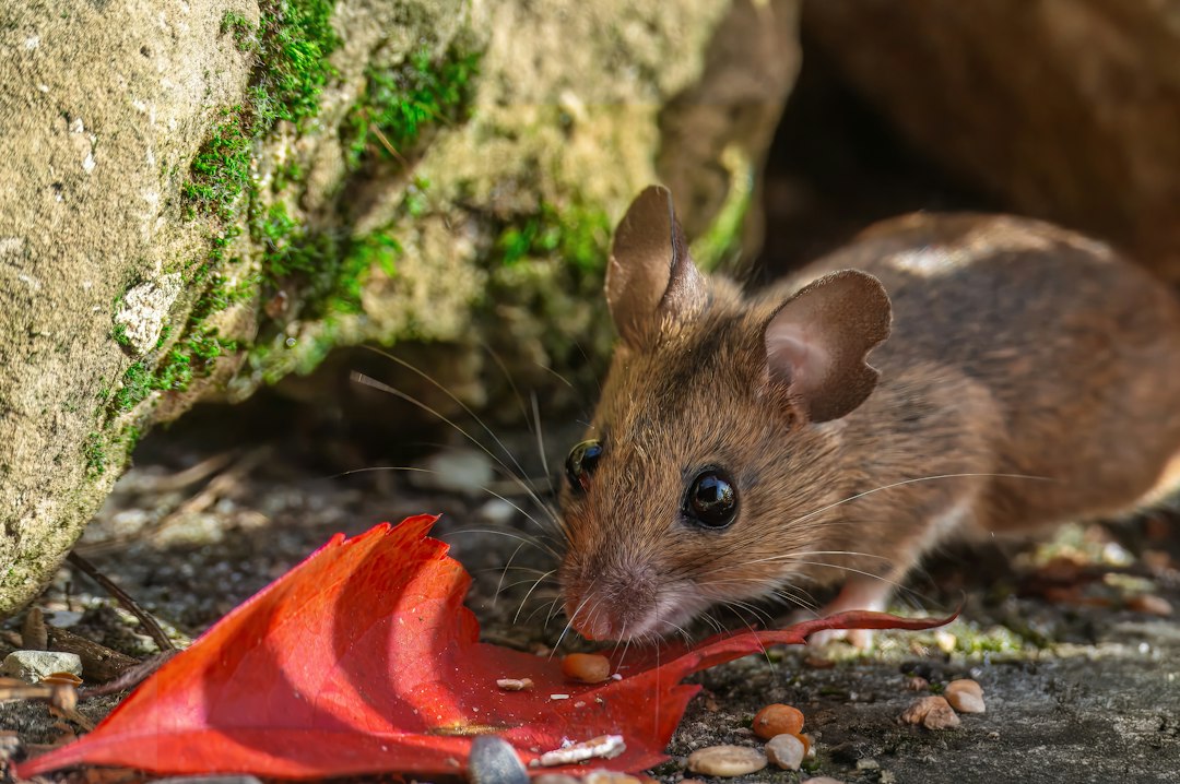 Rat Exterminator Price: What Drives the Cost of Professional Rodent Control
