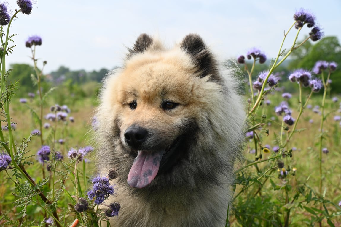 young healthy dog veterinary checkup