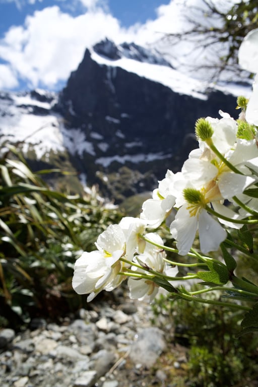 Milford Track New Zealand