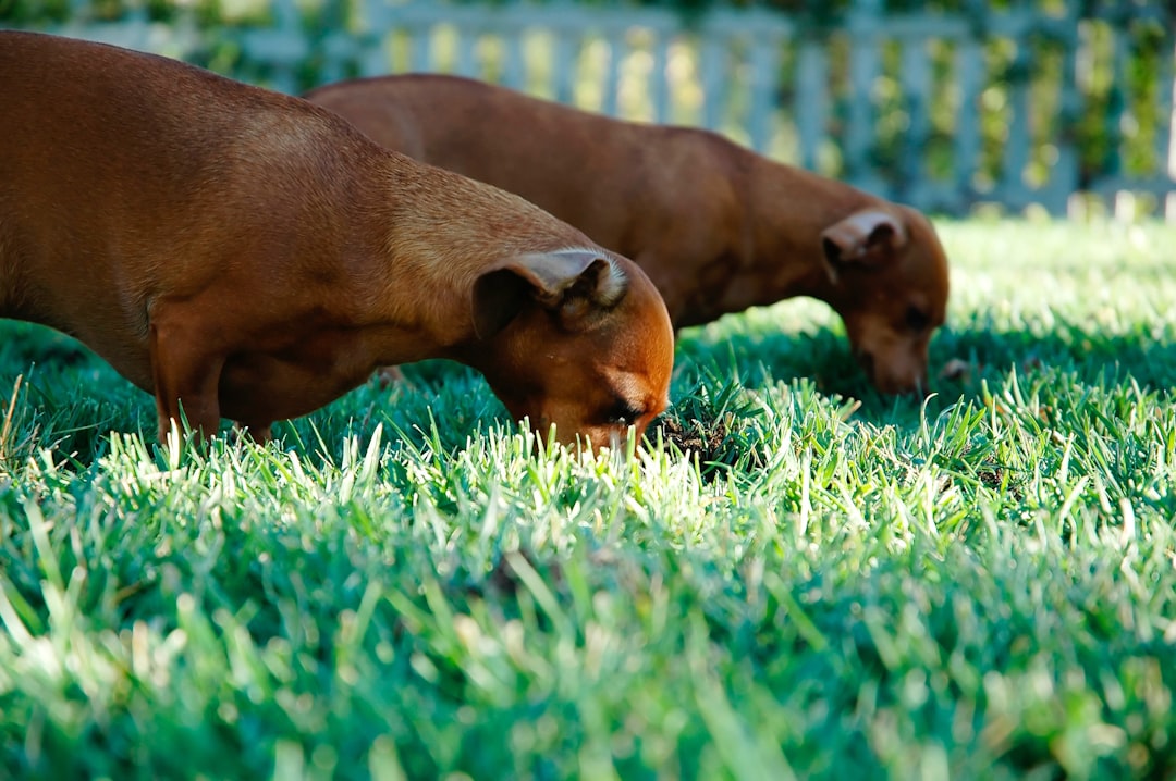 Raw Pet Food: Benefits, Risks, and Safe Feeding Basics