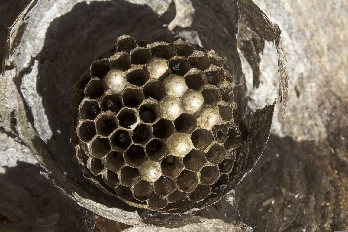 wasp nest under roof eaves