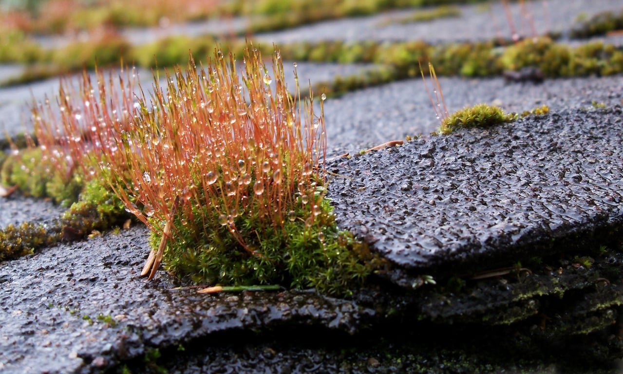 mossy asphalt shingle roof