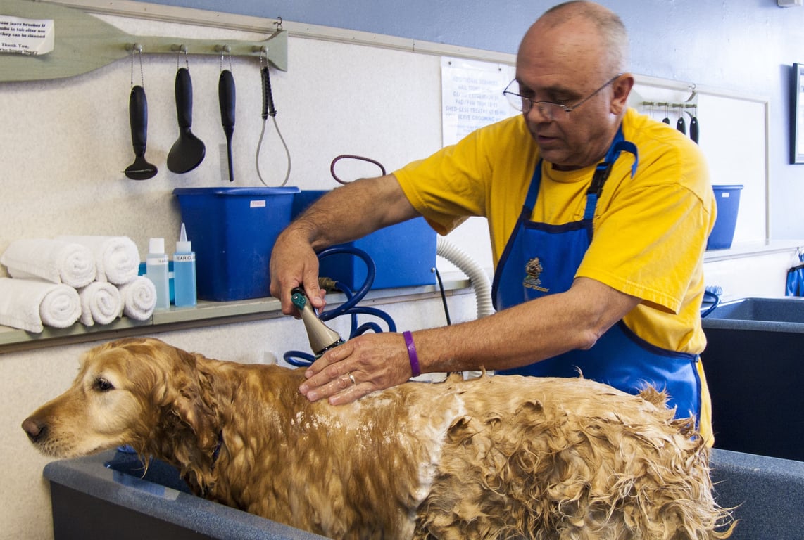 dog grooming salon