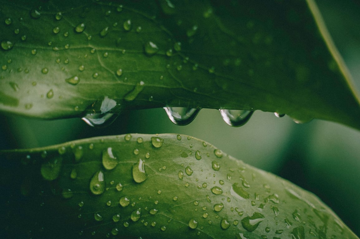 Irrigation and Landscaping: Design a Healthier, Lower-Maintenance Yard