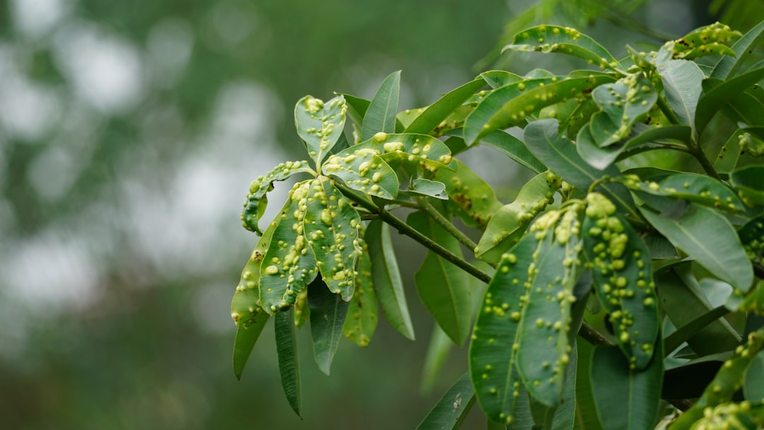 Plant Pest Identification: Read the Damage Before You Treat