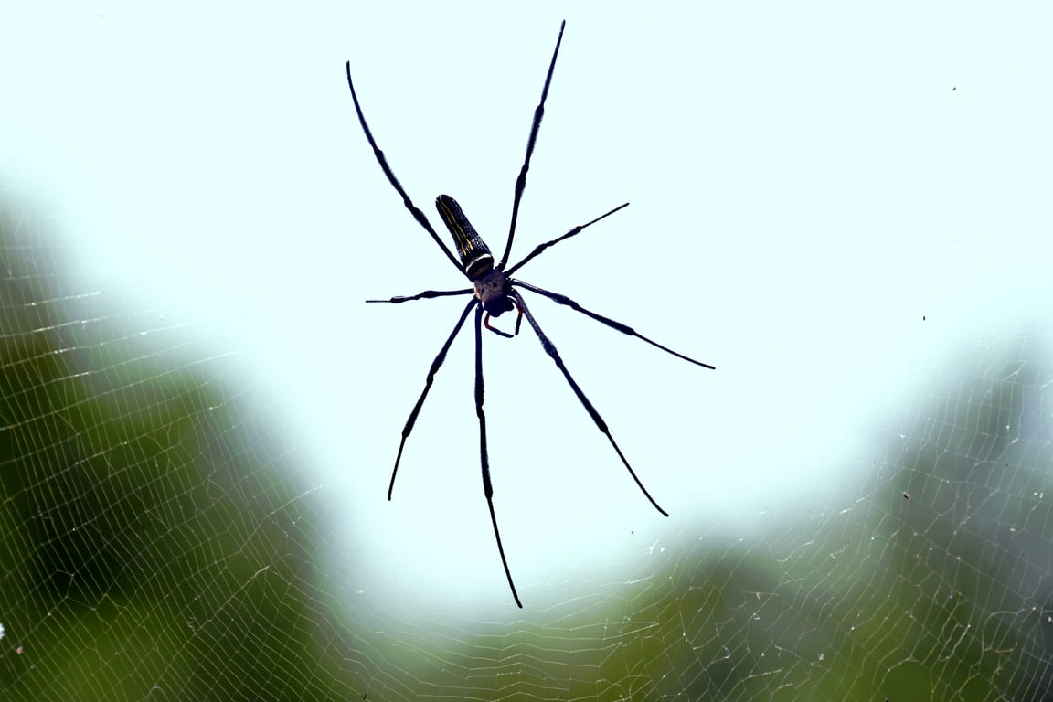 spider identification