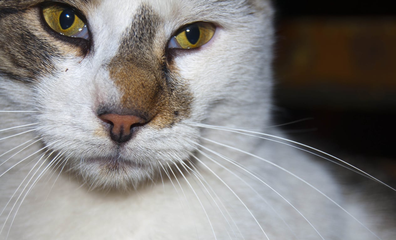 cat veterinary examination