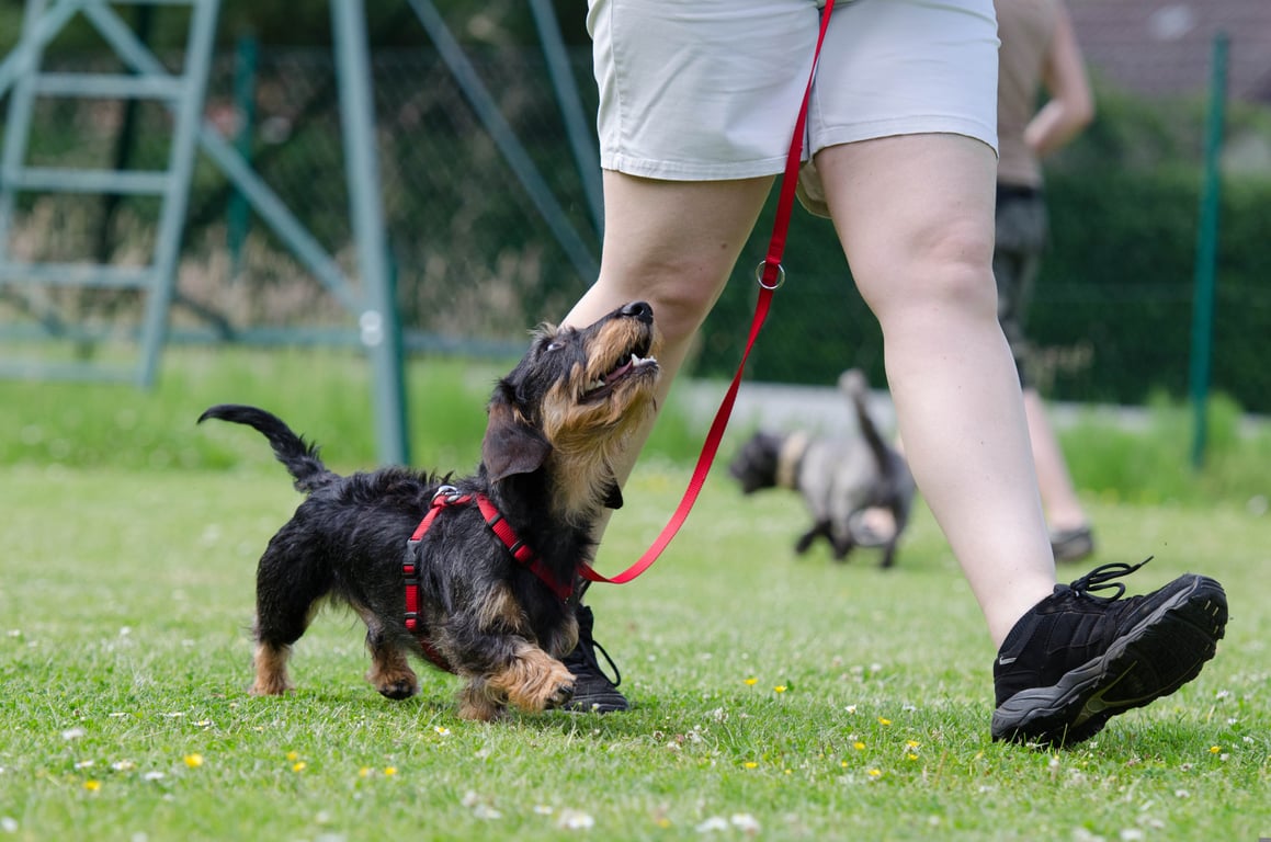 reactive dog training