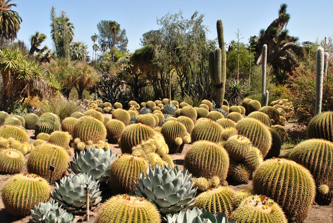 Huntington Library Botanical Gardens