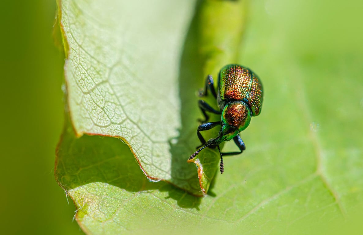 Terminix Number: What to Have Ready Before You Call for Pest Control