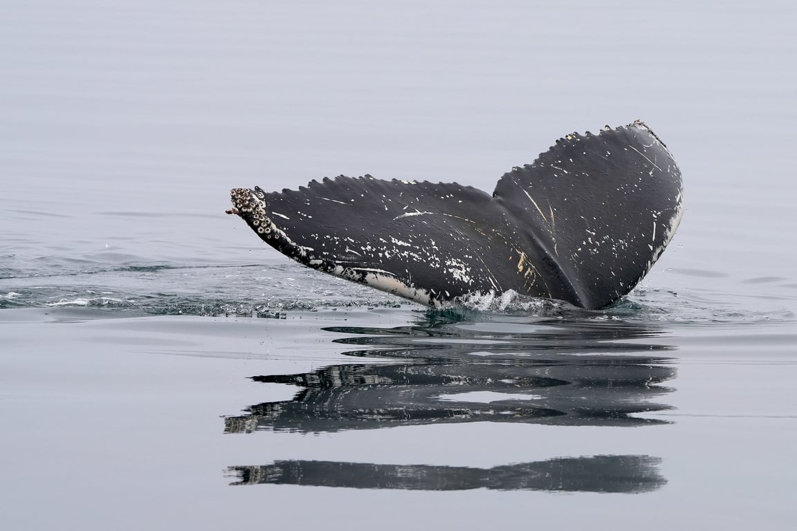 Newport Beach whale watching