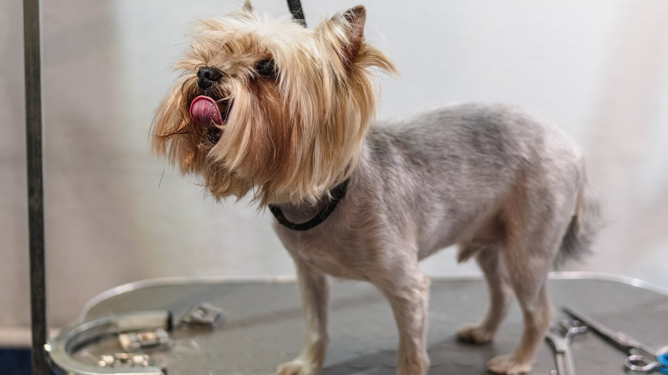 professional dog grooming