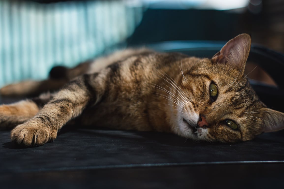 Cat Symptom Checker: Spot Warning Signs and Know When to Call a Vet