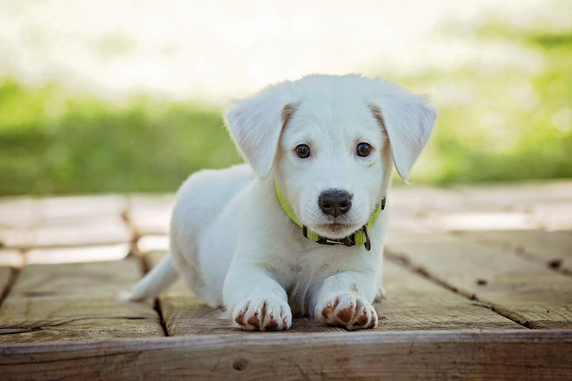 veterinarian examining dog