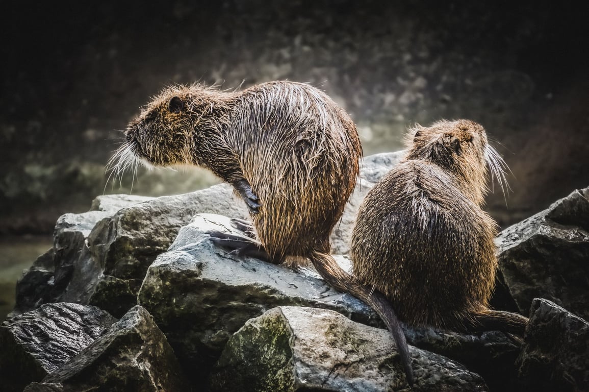 Rat Control: Stop Infestations by Targeting Entry Points, Food, and Shelter
