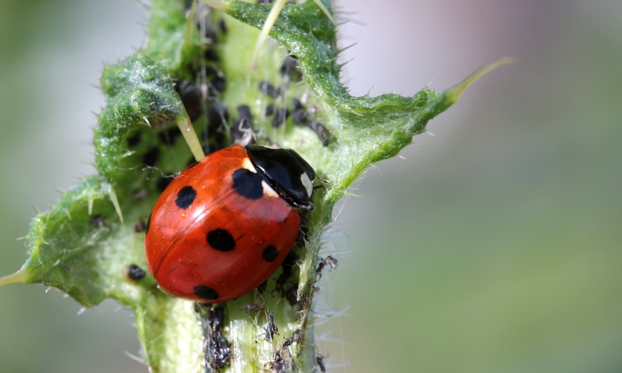pest control technician inspecting home