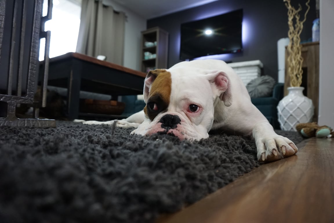Zerorez carpet cleaning