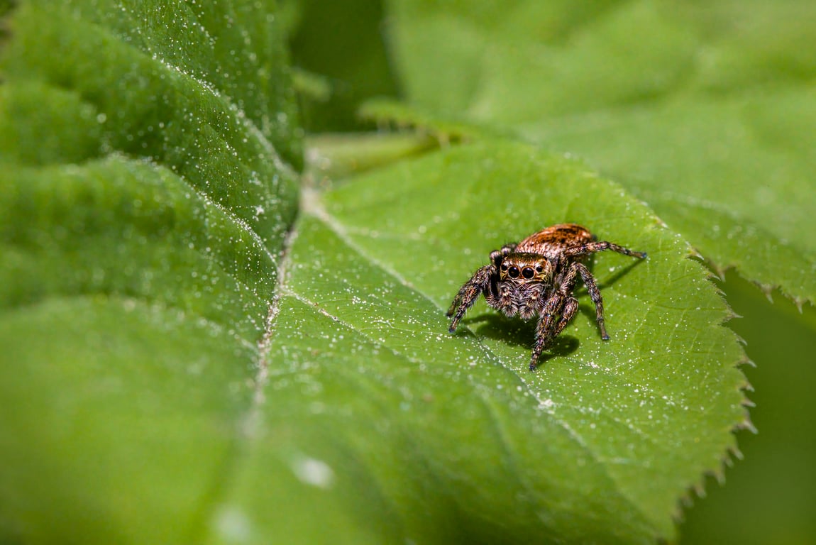 pest control technician home inspection