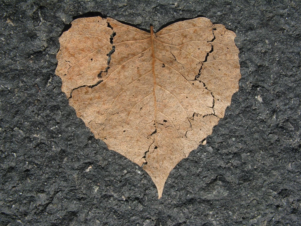 hail damaged asphalt shingles