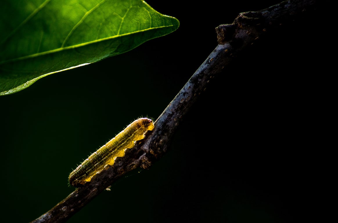 caterpillar on leaf