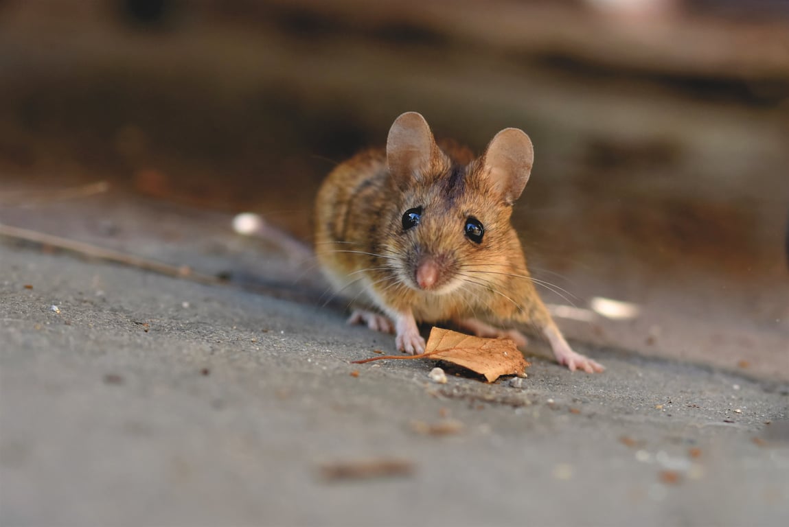 mouse trap kitchen