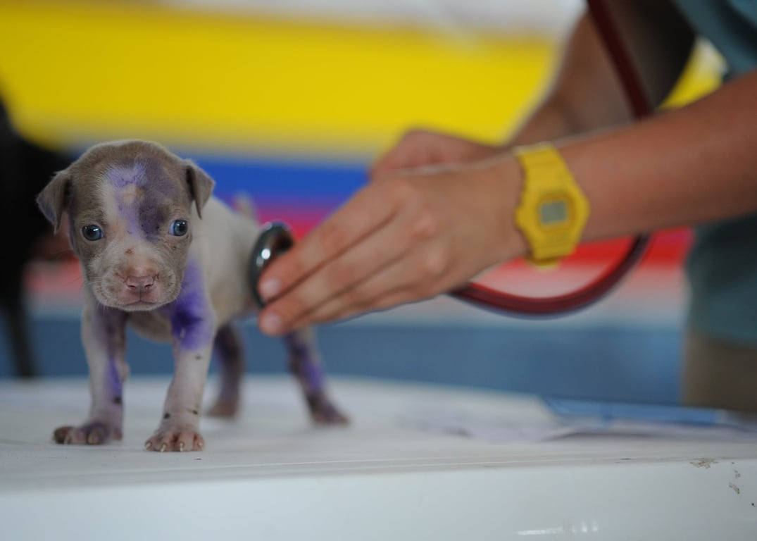 veterinarian examining dog