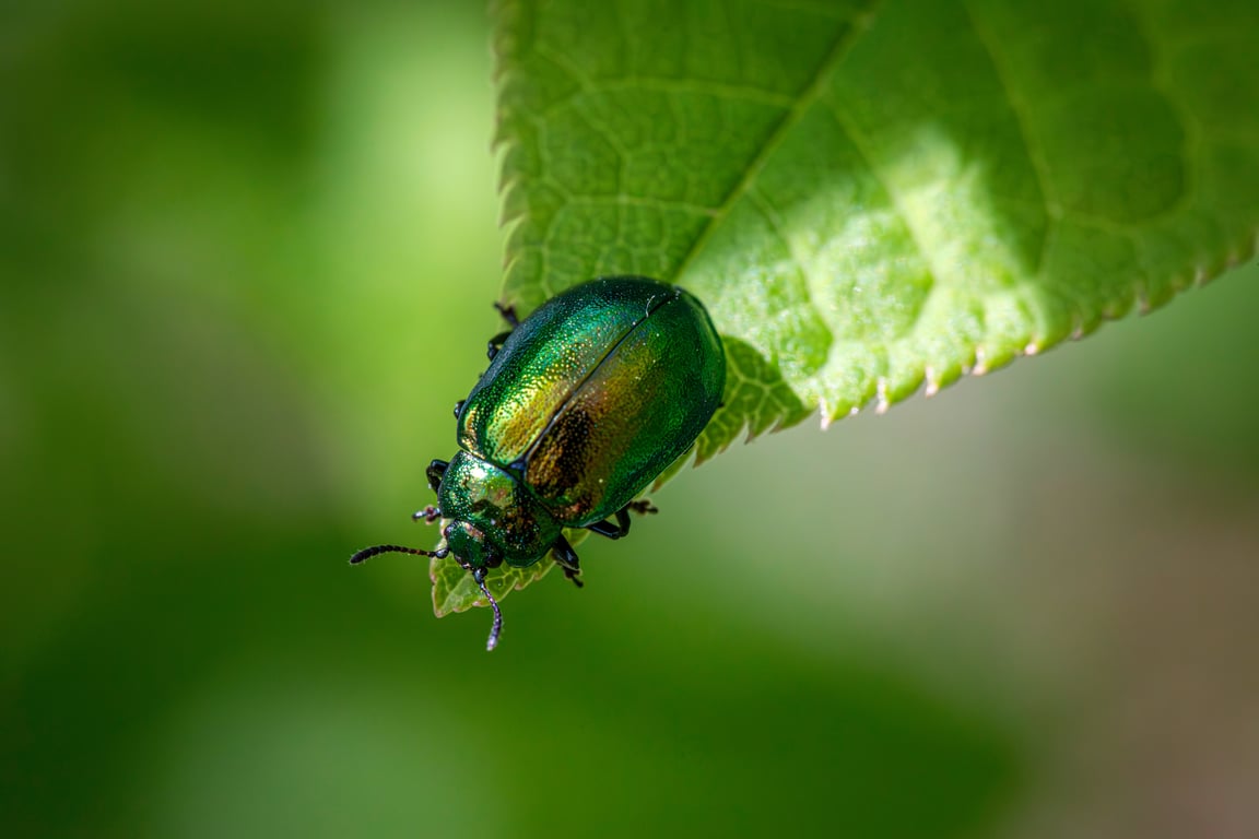 kitchen pest inspection