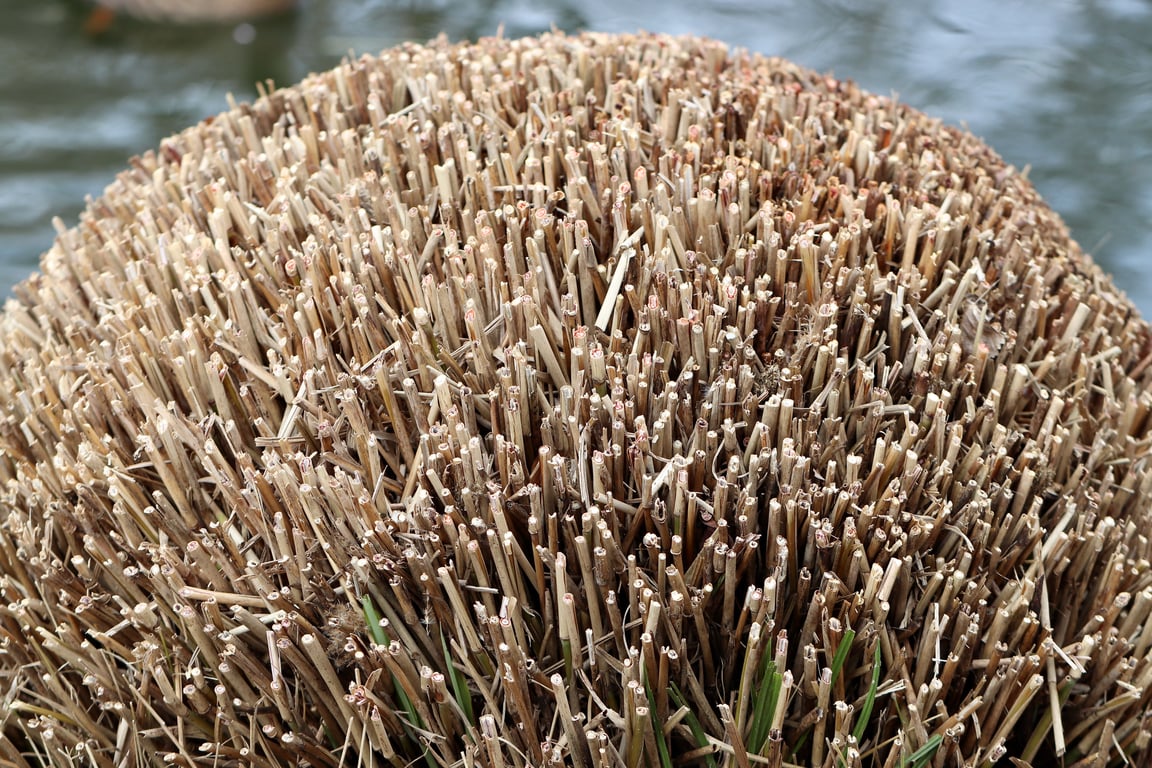 gardener pruning shrubs