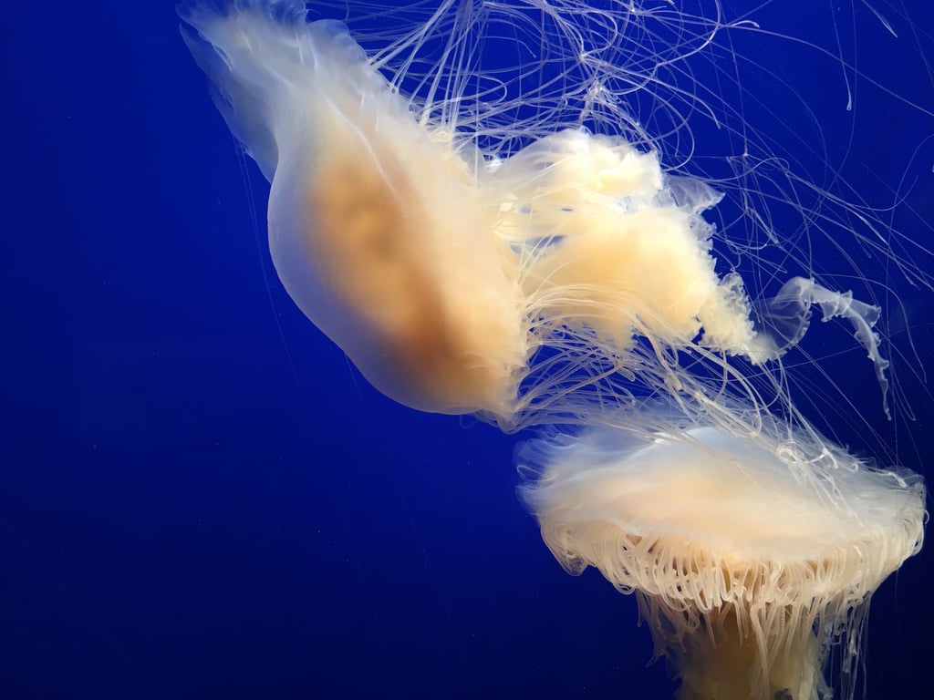 Monterey Bay Aquarium