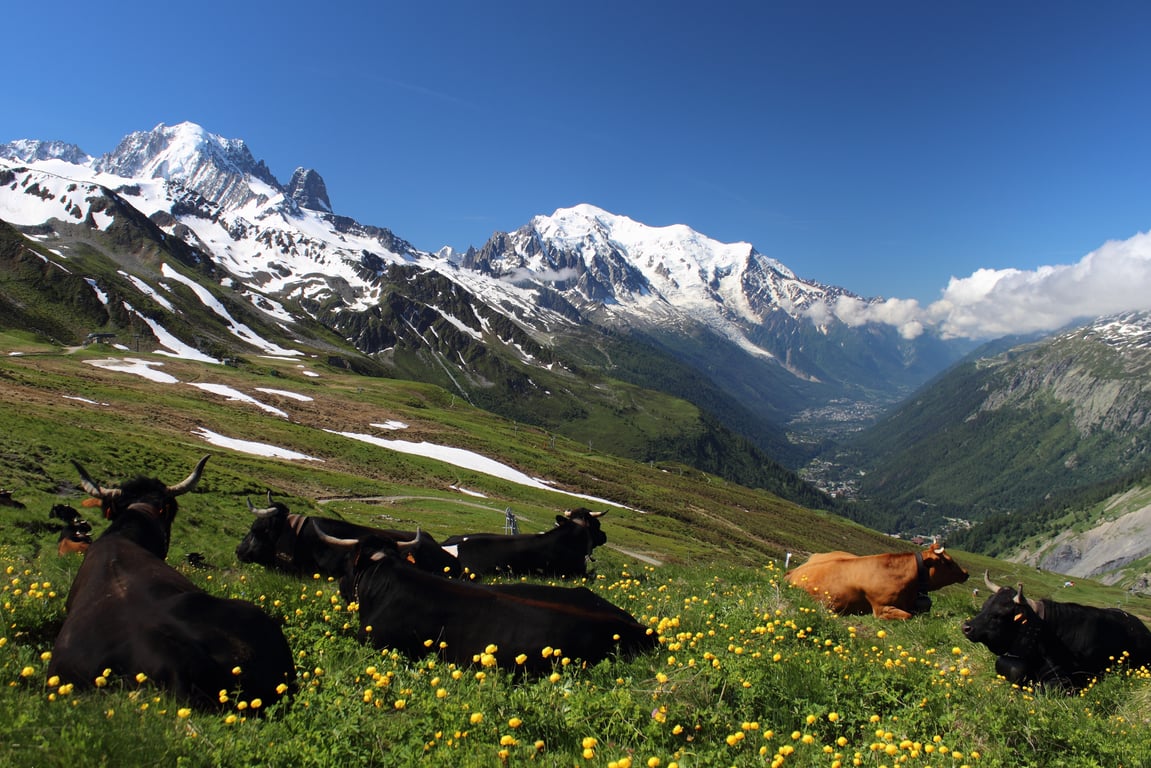 Tour du Mont Blanc hiking trail