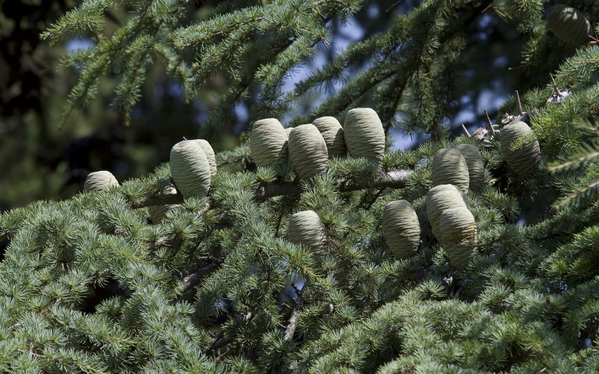 cedar shake roof