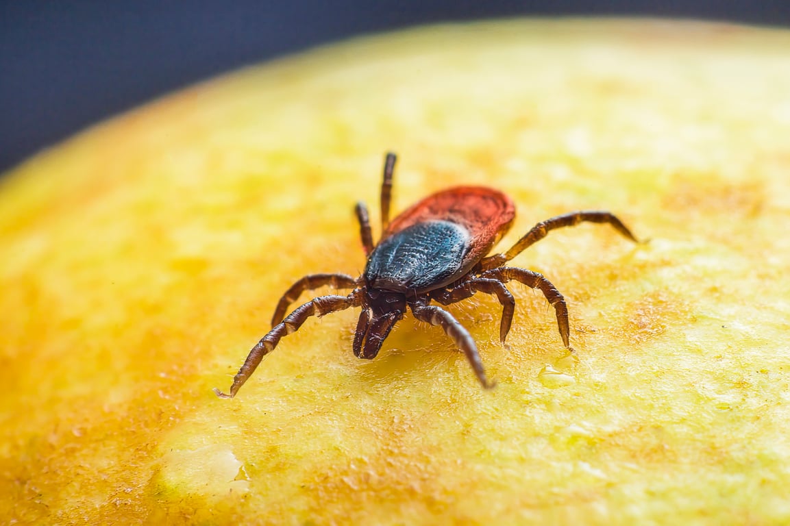 backyard tick treatment