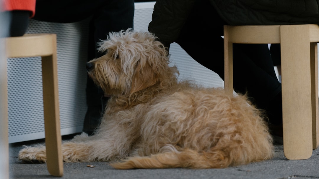 Therapy Dog Training: Building Calm, Reliable Companions for Comfort Work