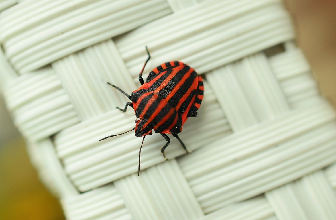 bed bug inspection
